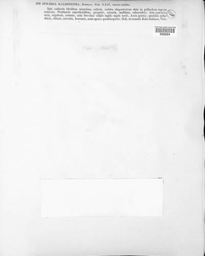 Appendiculella calostroma image